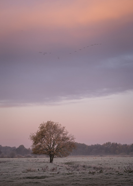 Frisse zonsopkomst vanochtend