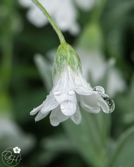 Na de regen...