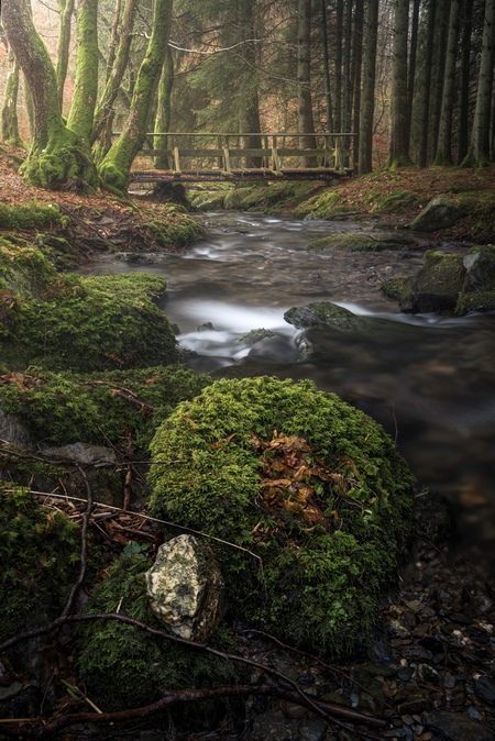 Go with the Flow - Ochtendje in de buurt van Monschau geweest afgelopen weekend,helaas geen mist,maar toch een sfeervol plaatje kunnen schieten en een mooie wandeling k - foto door Dominik1981 op 06-02-2024 - locatie: Nordrhein-Westfalen, Duitsland - deze foto bevat: monschau, brug, bos, beek, bomen, boomstam, mos, bladeren, duitsland, groen, sfeer, winter, noordrijn westfalen, landschap, fotografie, nikon, 24-200, steen, rots, plant, water, ecoregio, natuurlijk landschap, hout, tak, boom, kofferbak, fluviale landvormen van beken, terrestrische plant