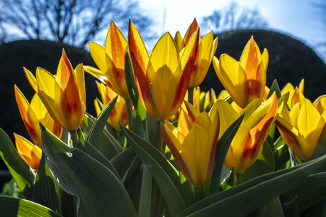 Lente Arboretum Kalmthout 2026