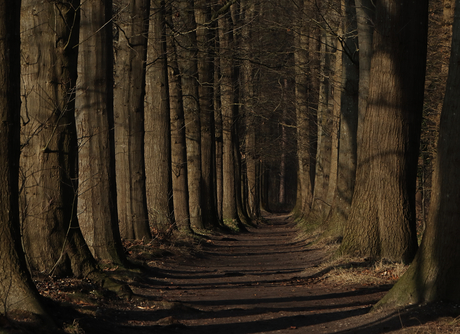 Donker bos bij zonsondergang