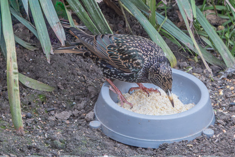 "Lekker en makkelijk zo---"