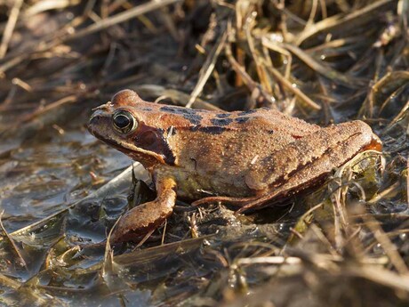 Bruine kikker.
