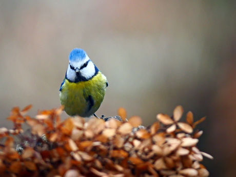 Pimpelmeesje in de bollen