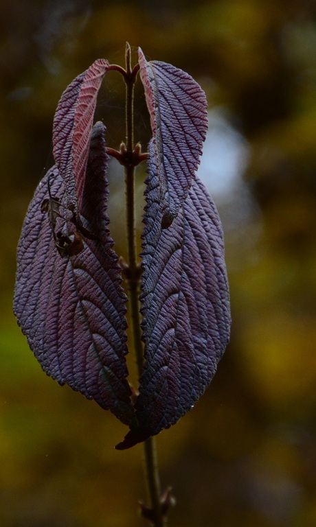 Bladeren in de herfst