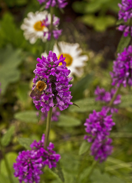 Blommetje Hommeltje.