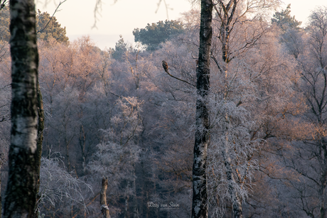 Buizerd die zich warmt aan het eerste zonlicht