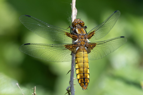 Platbuik-Broad bodied Chaser