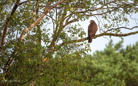 buizerd