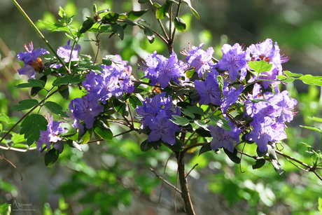 Rhododendron
