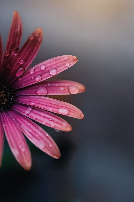 Madelief met druppels - Bloemenfotografie 