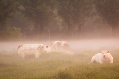 De morgenstond