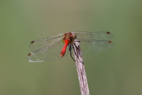 bloedrode heidelibel
