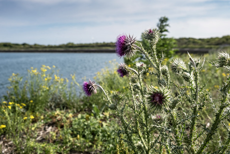 Knikkende distel