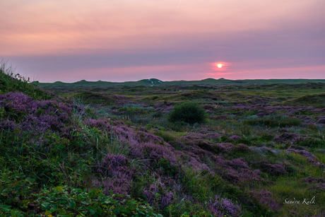 Bloeiende Heide 