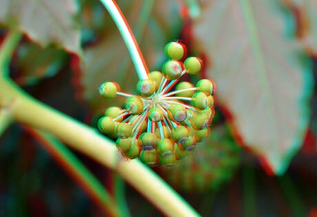 Plant Blijdorp Zoo 3D anaglyph