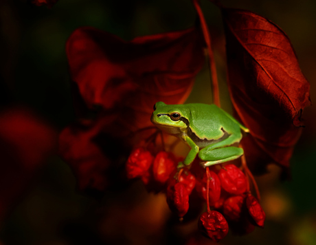 Lucky shot 2.