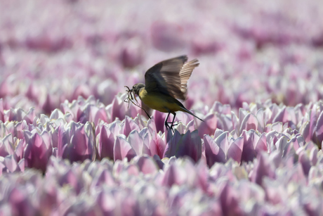 De vogel is gevlogen