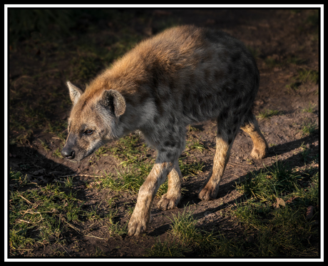 Jonge gevlekte hyena