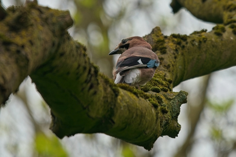Oog in oog