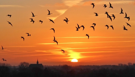 Meeuwen bij zonsopkomst