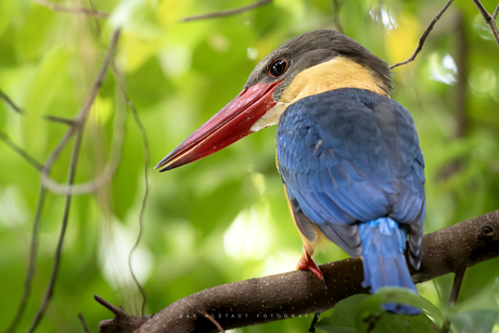 Ooievaarsbekijsvogel