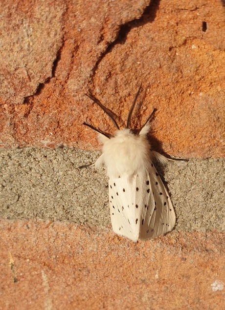 Witte tijger