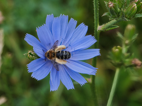 Pluimvoetbij