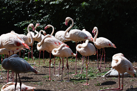 flamingo's op zijn best