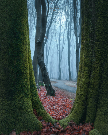 Doorkijkje in het Speulderbos 