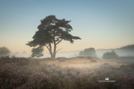 Een prachtige vroege ochtend op de heide… magisch