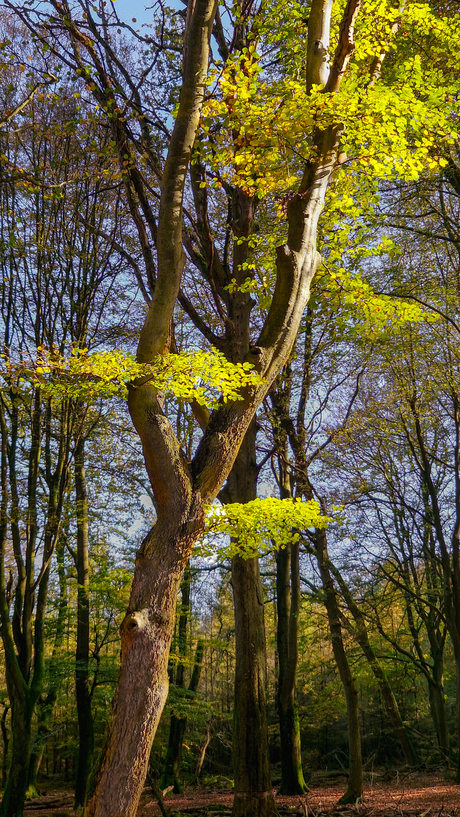 Speulderbos bij Drie (dansende bomen)