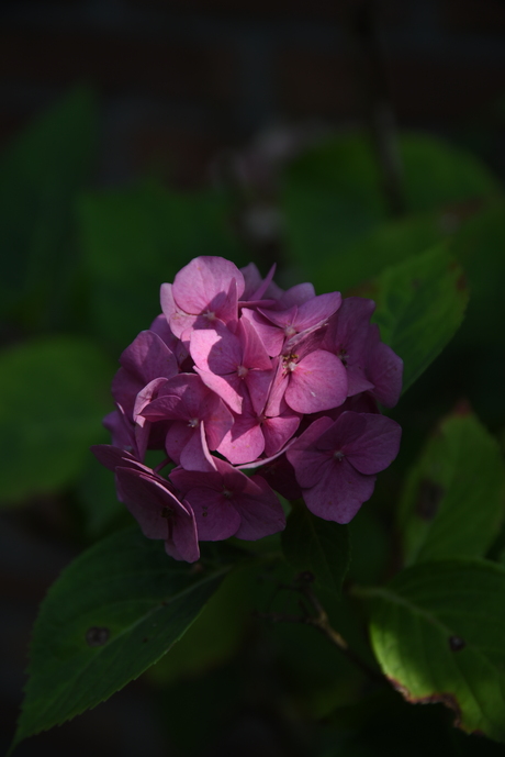 Hortensia
