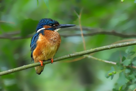 IJsvogel (man)