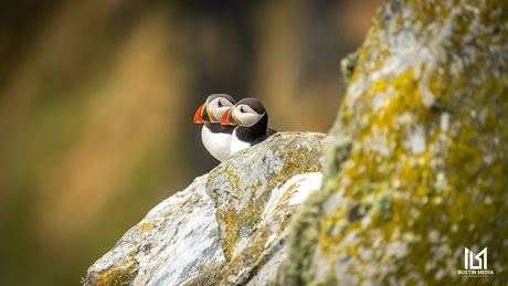 A pair of Puffins