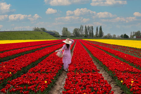 Tulpenmeisje
