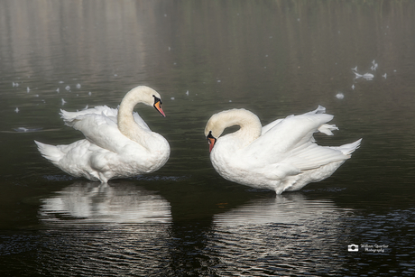 Swan Lake