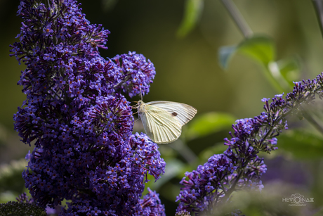 Groot koolwitje (Pieris brassicae)