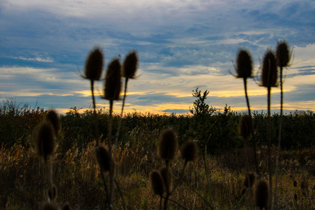 Kaardenbol in schemer