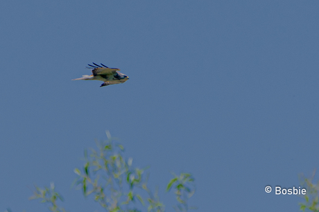 Buizerd