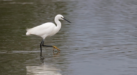 Kleine Zilverreiger 