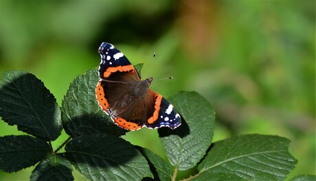 Atalanta lekker in het zonnetje.