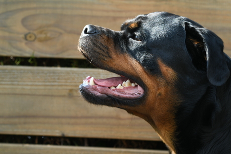 Rottweiler Quinty