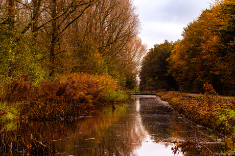 Herfstbos