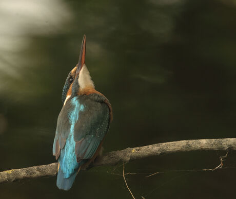 IJsvogel 