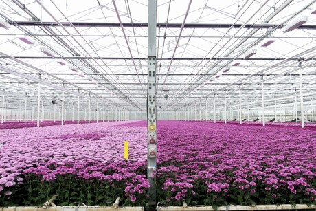 P1300732  KOM IN DE KAS nr4   tuin nr6   Chrysanten bedden    11 april 2026  