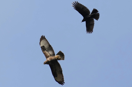 Buizerd en kraai hebben het met elkaar aan de stok