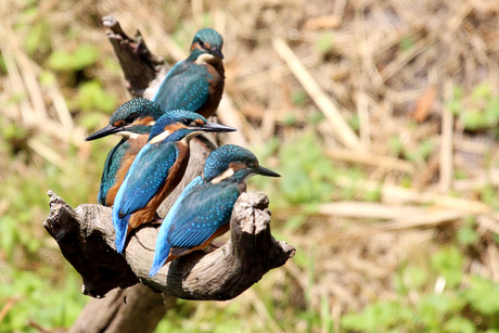 ijsvogels chillen