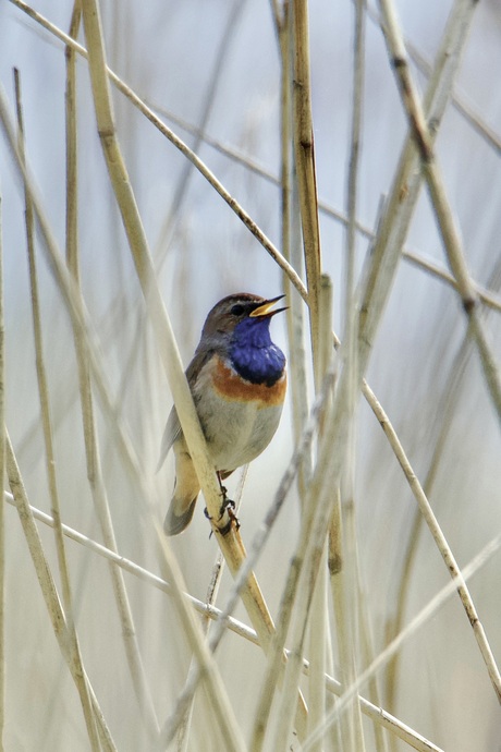 Blauwborst
