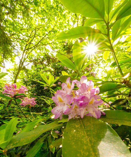 Rodondendron